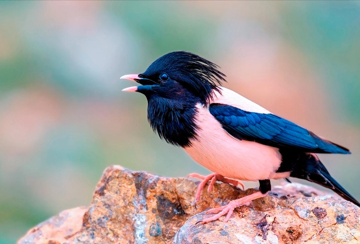 20萬只粉紅椋鳥到達新疆,滅蝗大戰(zhàn)開始,蝗蟲還夠吃嗎 20萬只粉紅椋鳥到達新疆,滅蝗大戰(zhàn)開始,蝗蟲還夠吃嗎