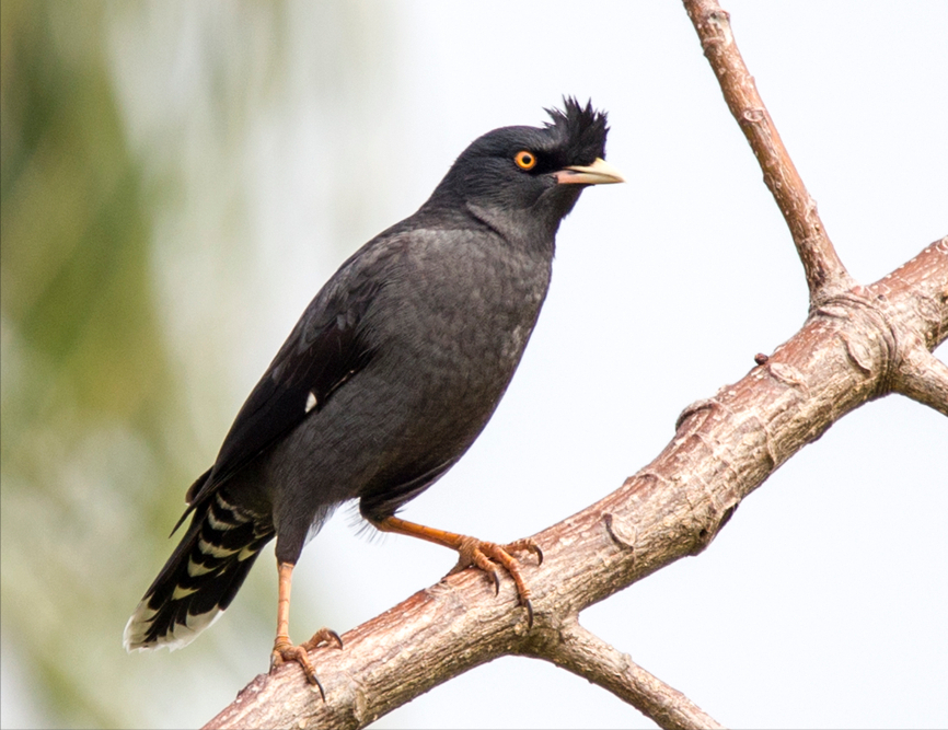 20萬只粉紅椋鳥到達新疆,滅蝗大戰(zhàn)開始,蝗蟲還夠吃嗎 20萬只粉紅椋鳥馳援新疆滅蝗,護40萬畝草場!蝗災(zāi)到底有多可怕?