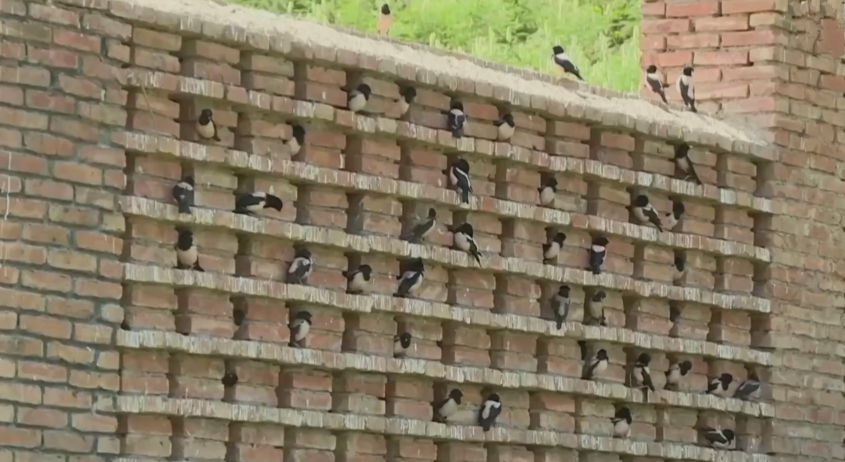 20萬只粉紅椋鳥到達新疆,滅蝗大戰(zhàn)開始,蝗蟲還夠吃嗎 20萬只粉紅椋鳥馳援新疆滅蝗,護40萬畝草場!蝗災(zāi)到底有多可怕?
