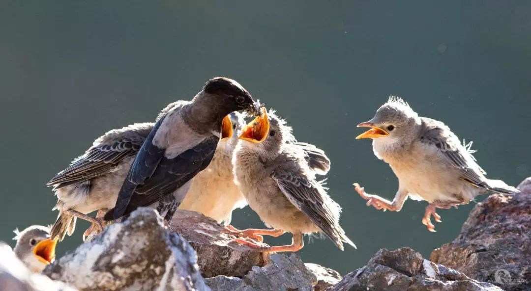 20萬只粉紅椋鳥到達新疆,滅蝗大戰(zhàn)開始,蝗蟲還夠吃嗎 20萬只粉紅椋鳥馳援新疆滅蝗,護40萬畝草場!蝗災(zāi)到底有多可怕?