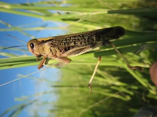 20萬只粉紅椋鳥到達新疆,滅蝗大戰(zhàn)開始,蝗蟲還夠吃嗎 20萬只粉紅椋鳥馳援新疆滅蝗,護40萬畝草場!蝗災(zāi)到底有多可怕?