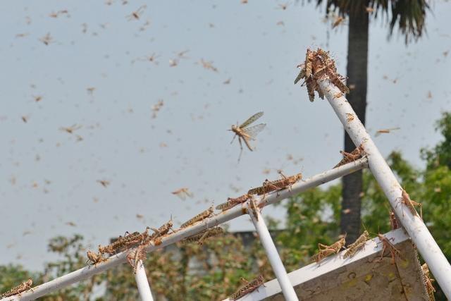 20萬只粉紅椋鳥到達新疆,滅蝗大戰(zhàn)開始,蝗蟲還夠吃嗎 20萬只粉紅椋鳥馳援新疆滅蝗,護40萬畝草場!蝗災(zāi)到底有多可怕?