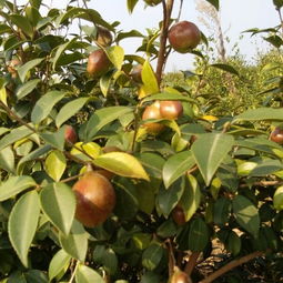 油茶樹花有粉和蜜嗎（如何預防蜜蜂幼蟲中毒）