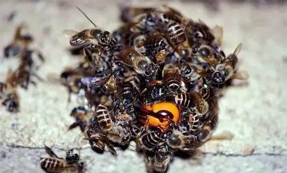 怎樣消滅蜂場(chǎng)里的大黑胡蜂（消滅胡蜂的三種方法）