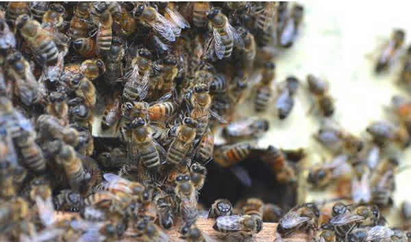 【蜜蜂知識】蜜蜂自然分蜂一年有幾次? 蜜蜂自然分蜂一年有幾次?