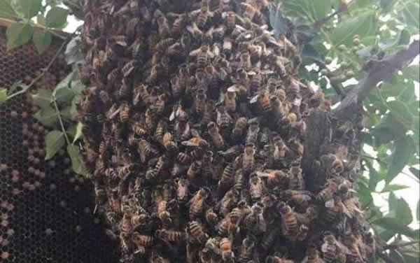 【蜜蜂知識】蜜蜂自然分蜂一年有幾次? 蜜蜂自然分蜂一年有幾次?