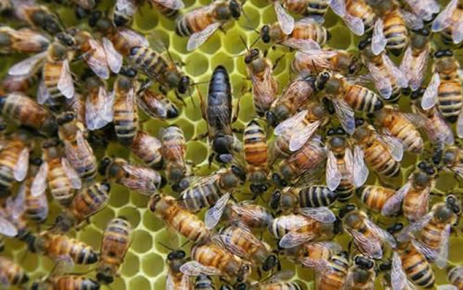 如何正確囚王？