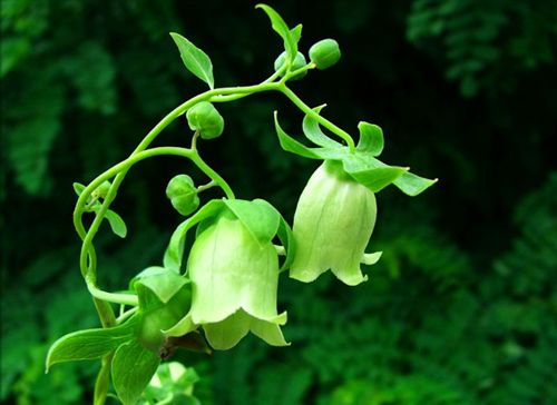 黨參花什么時候開(黨參花開花時間和生長周期) 黨參花什么時候開(黨參花開花時間和生長周期)