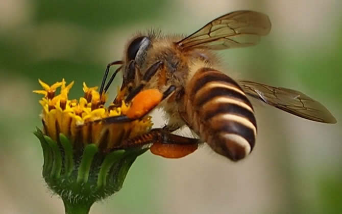 養100箱蜜蜂要多少資金? 養100箱蜜蜂要多少資金?