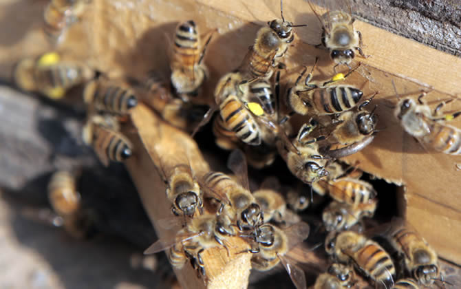 養100箱蜜蜂要多少資金? 養100箱蜜蜂要多少資金?