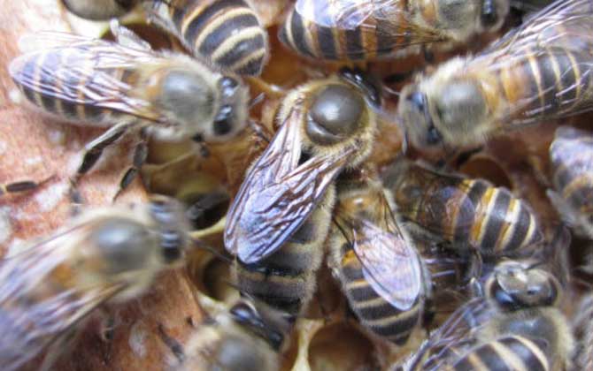 華中中蜂與阿壩中蜂產(chǎn)蜜量對比(阿壩中蜂一年能產(chǎn)多少蜜) 華中中蜂與阿壩中蜂產(chǎn)蜜量對比(阿壩中蜂一年能產(chǎn)多少蜜)