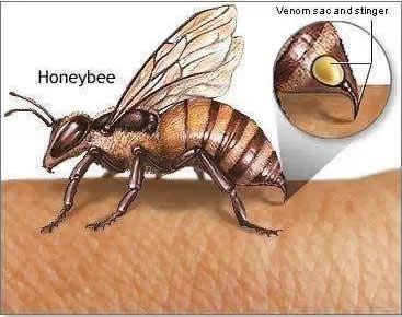 工蜂毒腺 工蜂毒腺