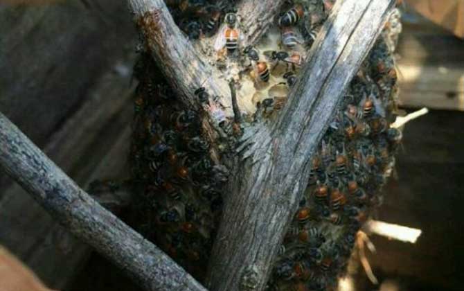 黑小蜜蜂蜇人有毒嗎(黑小蜂的毒性強么) 黑小蜜蜂蜇人有毒嗎(黑小蜂的毒性強么)