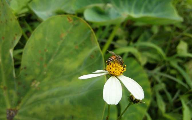 黑小蜜蜂蜇人有毒嗎(黑小蜂的毒性強么) 黑小蜜蜂蜇人有毒嗎(黑小蜂的毒性強么)