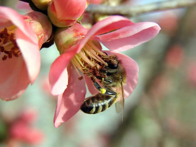 蜜蜂蜇人預(yù)示什么?有什么寓意?(民間被蜜蜂蜇了說(shuō)法) 蜜蜂蜇人預(yù)示什么?有什么寓意?(民間被蜜蜂蜇了說(shuō)法)