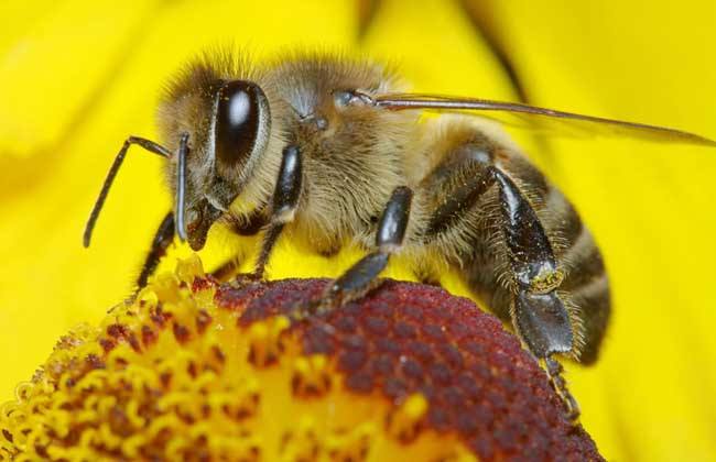 蜜蜂蜇人預(yù)示什么?有什么寓意?(民間被蜜蜂蜇了說(shuō)法) 蜜蜂蜇人預(yù)示什么?有什么寓意?(民間被蜜蜂蜇了說(shuō)法)