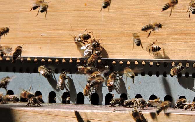 養(yǎng)殖蜜蜂為什么難賺到錢（養(yǎng)蜂賺錢么）