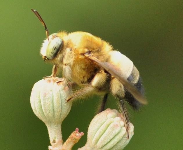 木蜂是益蟲還是害蟲(木蜂鉆木頭的目的) 木蜂是益蟲還是害蟲(木蜂鉆木頭的目的)
