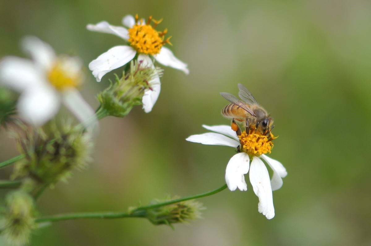 100只蜜蜂一蜂王如何繁殖 100只蜜蜂一蜂王如何繁殖