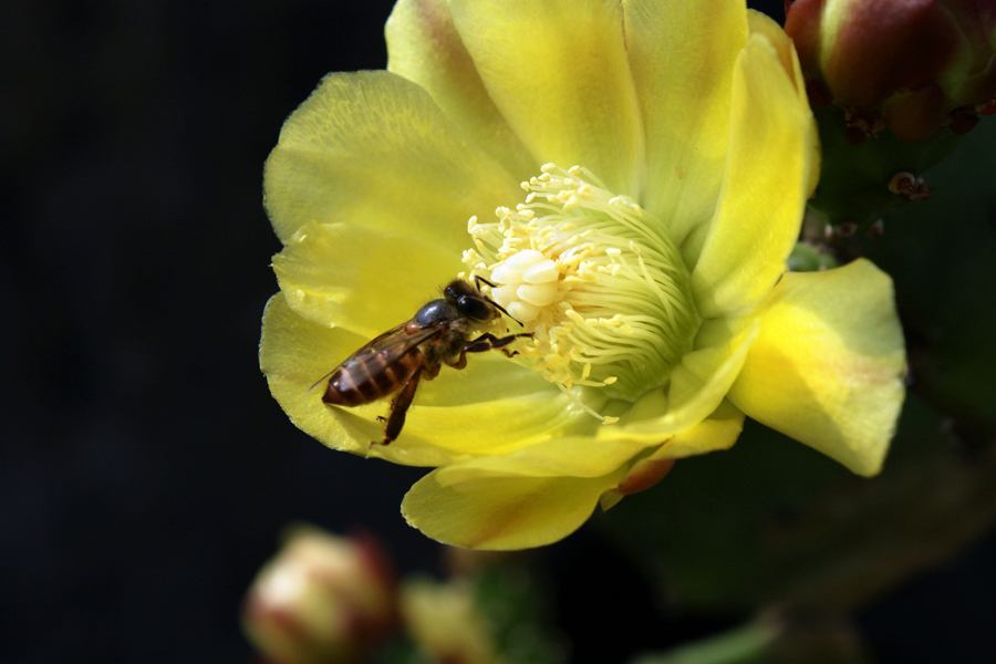 100只蜜蜂一蜂王如何繁殖 100只蜜蜂一蜂王如何繁殖