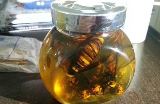黃腰虎頭蜂泡酒有什么功效（黃腰虎頭蜂泡酒對(duì)人的身體有什么好處）