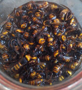 黃腰虎頭蜂泡酒有什么功效（黃腰虎頭蜂泡酒對(duì)人的身體有什么好處）