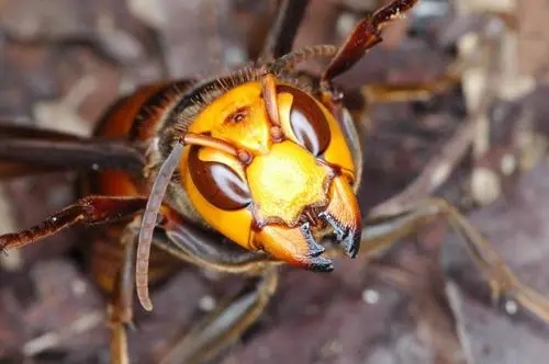 黃腰虎頭蜂泡酒有什么功效（黃腰虎頭蜂泡酒對(duì)人的身體有什么好處）