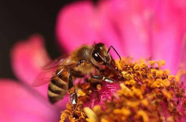 【蜜蜂養殖】哪些人不適合養蜜蜂? 哪些人不適合養蜜蜂?
