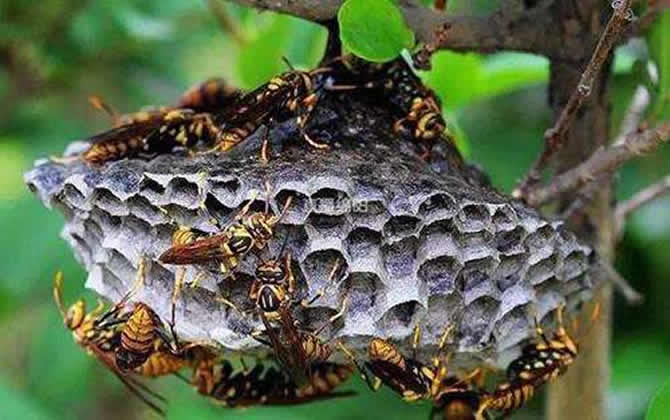 被馬蜂蟄了怎么消腫? 馬蜂