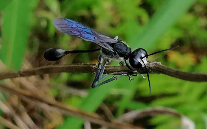 細腰蜂有什么危害（家里有細腰蜂是怎么回事）