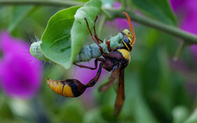 細腰蜂有什么危害（家里有細腰蜂是怎么回事）