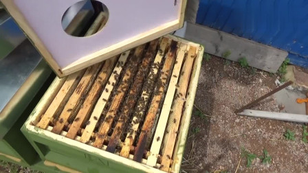 蜂箱之間的距離多少合適(蜂箱與蜂箱的距離要保持多少) 蜂箱之間的距離多少合適(蜂箱與蜂箱的距離要保持多少)