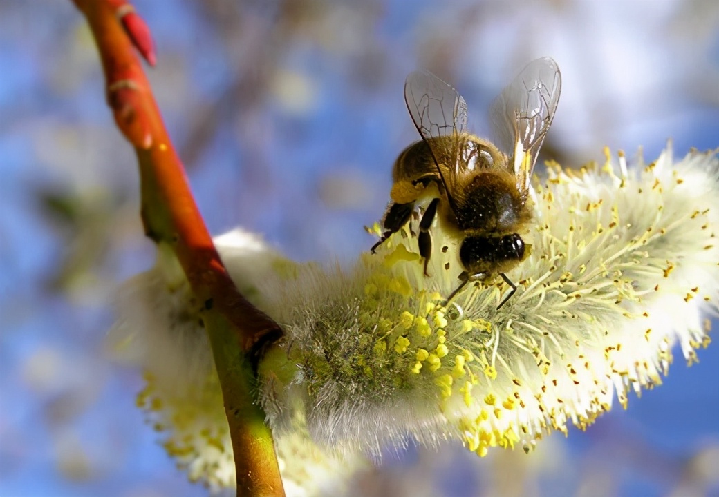 蜜蜂養殖過程中的粉源植物有哪些(這些常見的春繁粉源) 蜜蜂養殖過程中的粉源植物有哪些(這些常見的春繁粉源)