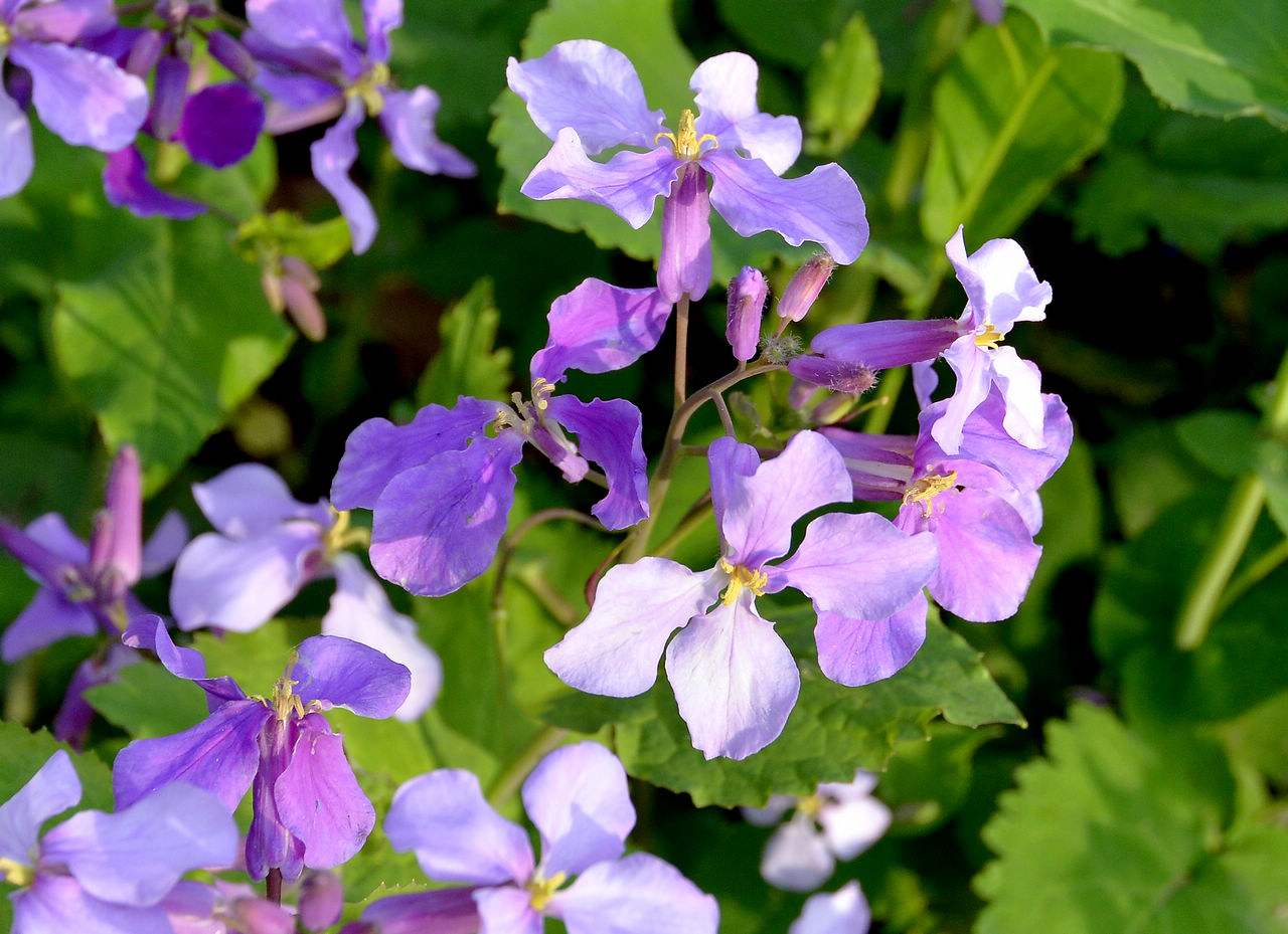 蜜蜂養殖過程中的粉源植物有哪些(這些常見的春繁粉源) 蜜蜂養殖過程中的粉源植物有哪些(這些常見的春繁粉源)