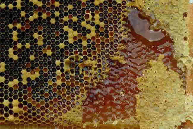 塑料巢礎(chǔ)怎么安裝? 塑料巢礎(chǔ)怎么安裝?