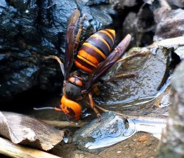 胡蜂防治方法有哪些（胡蜂的特性及防治方法）