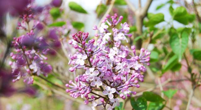 如何判斷蜜源地的優(yōu)劣(蜜源地好壞的判斷標(biāo)準(zhǔn)) 如何判斷蜜源地的優(yōu)劣(蜜源地好壞的判斷標(biāo)準(zhǔn))