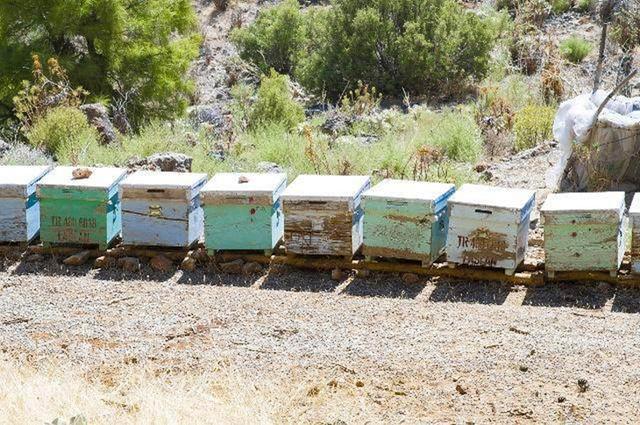 北方冬季如何喂養蜜蜂(北方養蜂越冬飼喂經驗分享) 北方冬季如何喂養蜜蜂(北方養蜂越冬飼喂經驗分享)