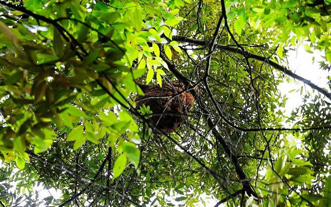 馬蜂窩的藥用價(jià)值 馬蜂窩
