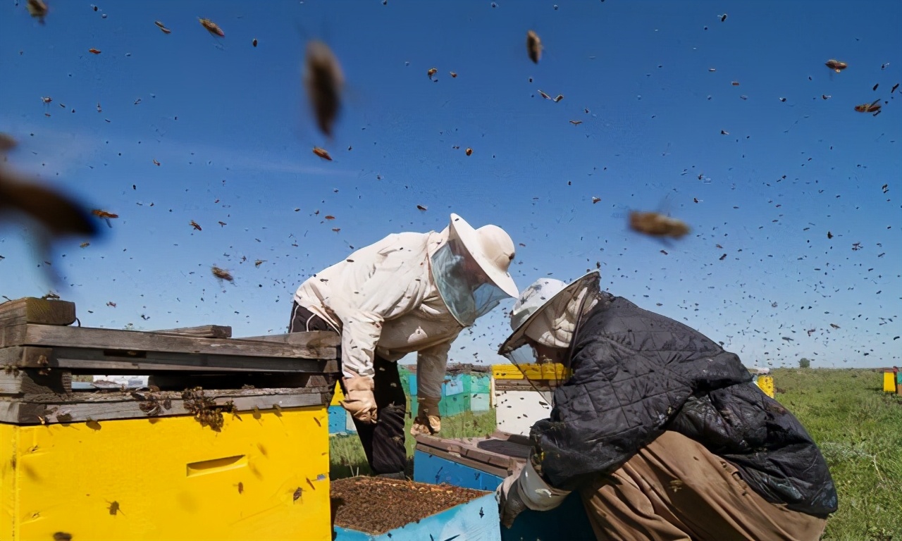 養(yǎng)蜂多久開(kāi)箱看一次（蜂箱多久開(kāi)箱檢查一次）