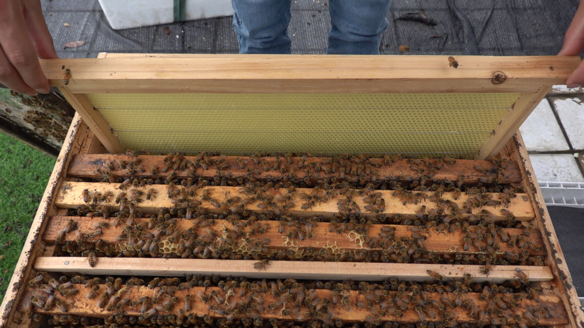 養(yǎng)蜂多久開(kāi)箱看一次（蜂箱多久開(kāi)箱檢查一次）