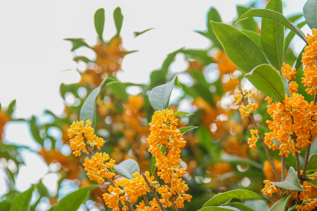 35℃!南方入秋失敗,東北已提前供暖,今年氣候為何如此反常 35℃!南方“重回盛夏”,高溫何時結束,為啥今年氣候如此反常?