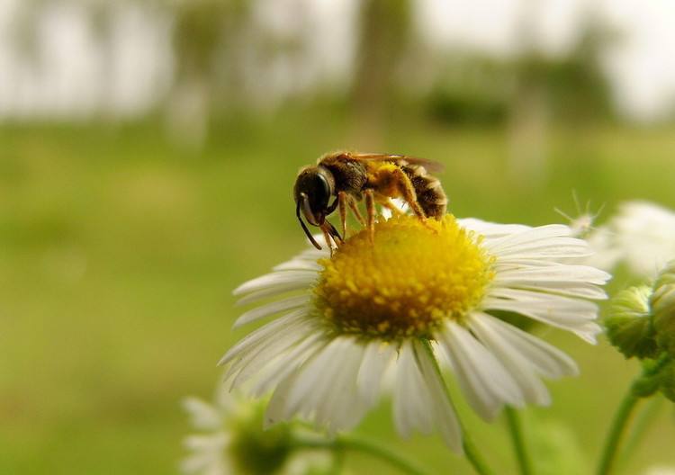 一箱蜜蜂一年能產多少蜂蜜? 一箱蜜蜂一年能產多少蜂蜜?