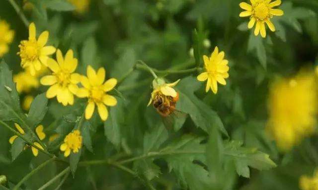 一箱蜜蜂一年能產多少蜂蜜? 一箱蜜蜂一年能產多少蜂蜜?