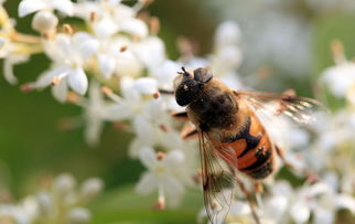 網(wǎng)上買(mǎi)的蜂王一般要關(guān)幾天(如何快速介入蜂群) 網(wǎng)上買(mǎi)的蜂王一般要關(guān)幾天(如何快速介入蜂群)