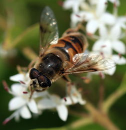 網(wǎng)上買(mǎi)的蜂王一般要關(guān)幾天(如何快速介入蜂群) 網(wǎng)上買(mǎi)的蜂王一般要關(guān)幾天(如何快速介入蜂群)