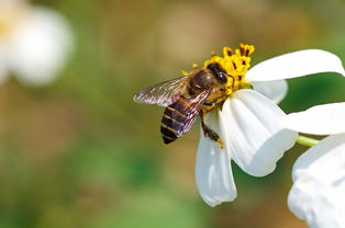 養(yǎng)蜂用的對聯(lián)(蜜蜂養(yǎng)殖業(yè)對聯(lián)大全) 養(yǎng)蜂用的對聯(lián)(蜜蜂養(yǎng)殖業(yè)對聯(lián)大全)