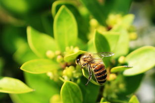 養(yǎng)蜂用的對聯(lián)(蜜蜂養(yǎng)殖業(yè)對聯(lián)大全) 養(yǎng)蜂用的對聯(lián)(蜜蜂養(yǎng)殖業(yè)對聯(lián)大全)