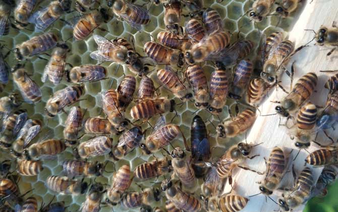 新蜂試飛和盜蜂怎么區分 新蜂試飛和盜蜂怎么區分