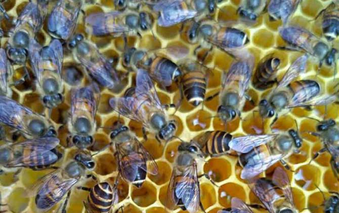 新蜂試飛和盜蜂怎么區分 新蜂試飛和盜蜂怎么區分